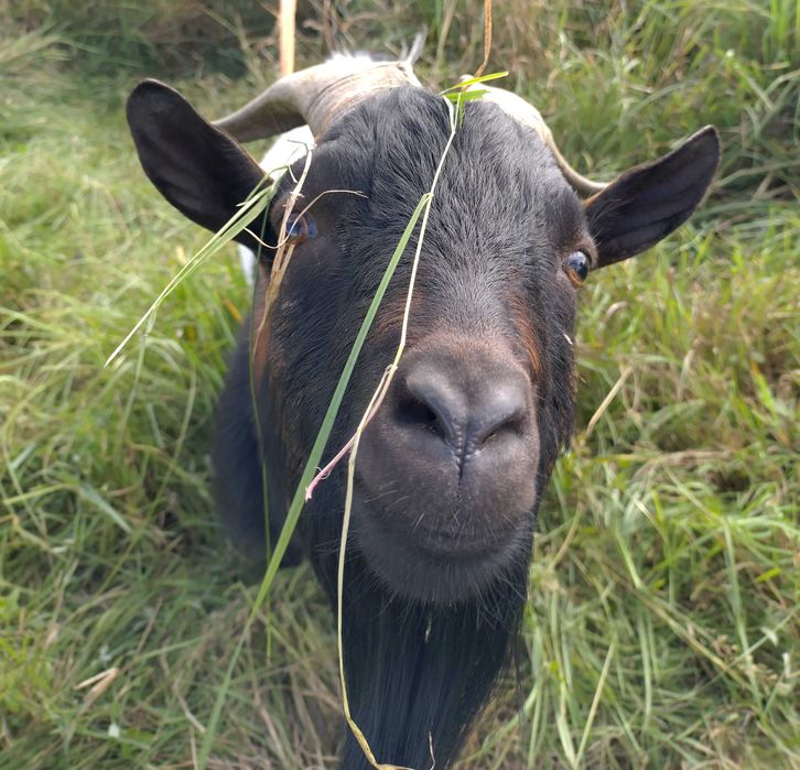 Kozioł miniaturowy wiek 3,5 roku