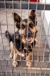 Berta - suczka w typie wilczura do adopcji