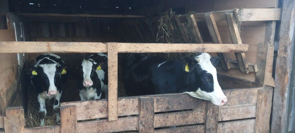 Sprzedam 5 jałówek do dalszego chowu