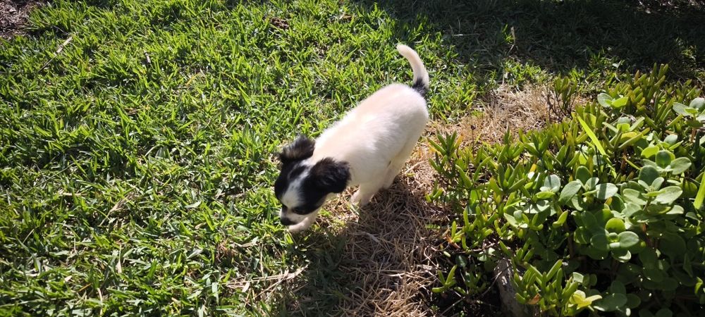 Chihuahua disponível para entrega imediata