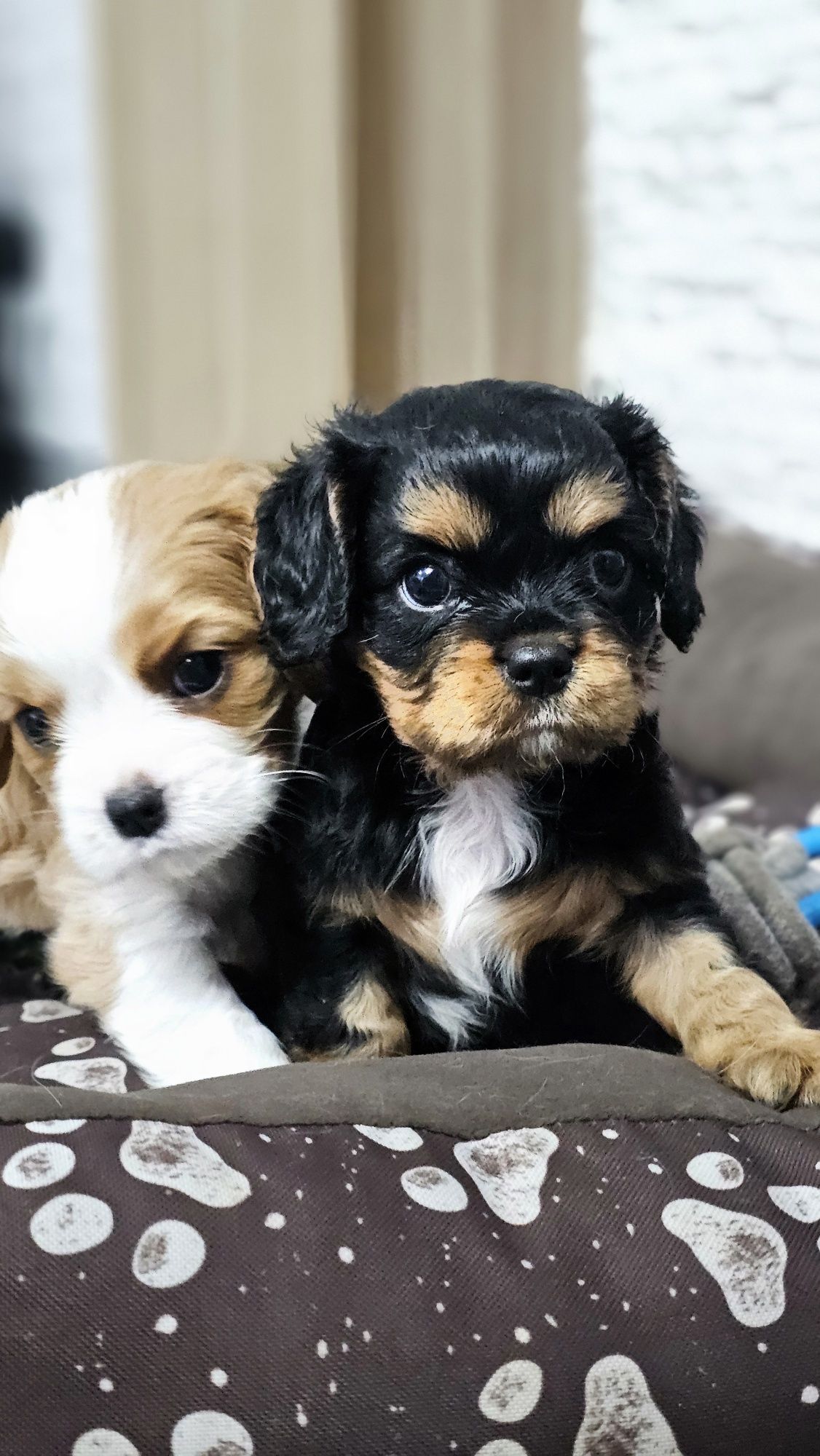 Cavalier King Charles Spaniel