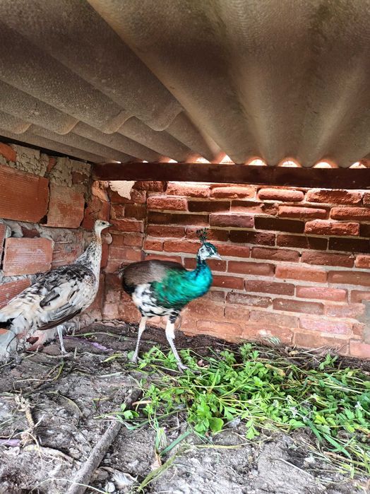 Casal pavões  azuis