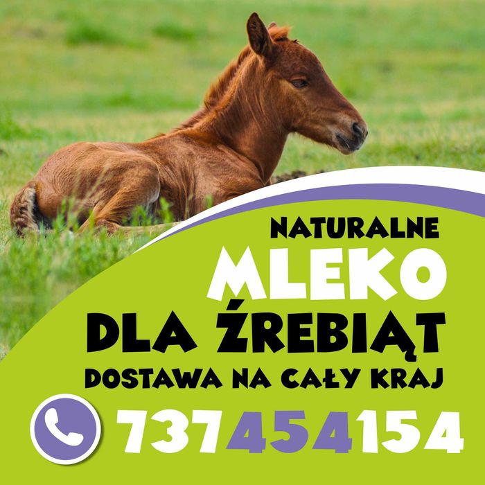 mleko dla źrebaka mamka dla zrebaka źrebak koń kuc ogier klacz