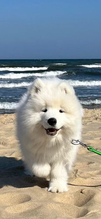 Samoyed szczeniak2026r- ZkwP FCI
