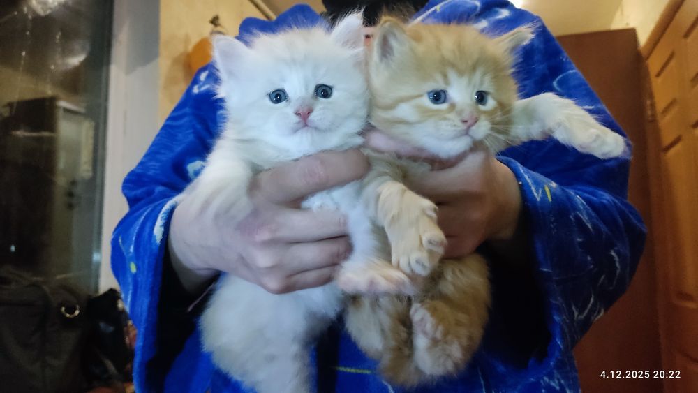 Кошенята Мейн-Кун. Дніпро