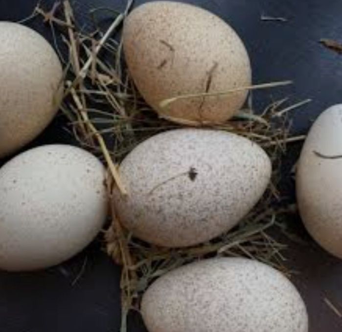 Яйце інкубаційне індика индюшиные яйца
