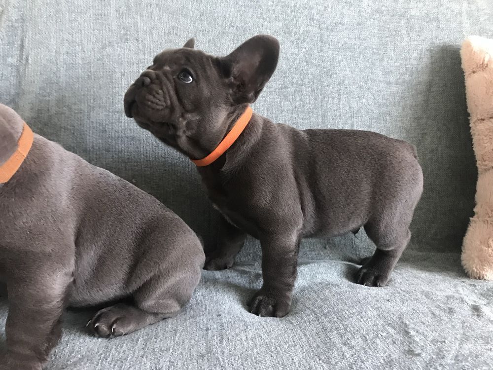 Buldog francuski