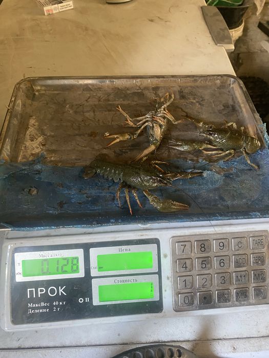 РАКИ живі та варені