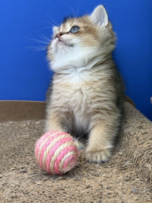 Macho scottish stright