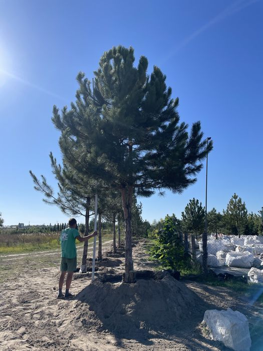 Сосна Кримська, Звичайна, Чорна, Австрійська