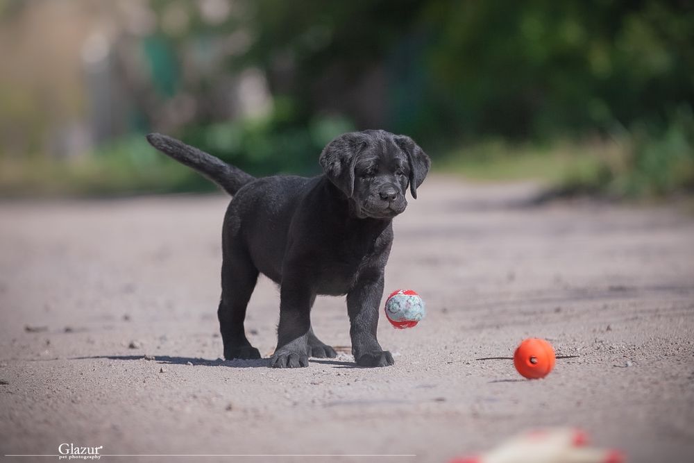 Перспективні цуценята лабрадора
