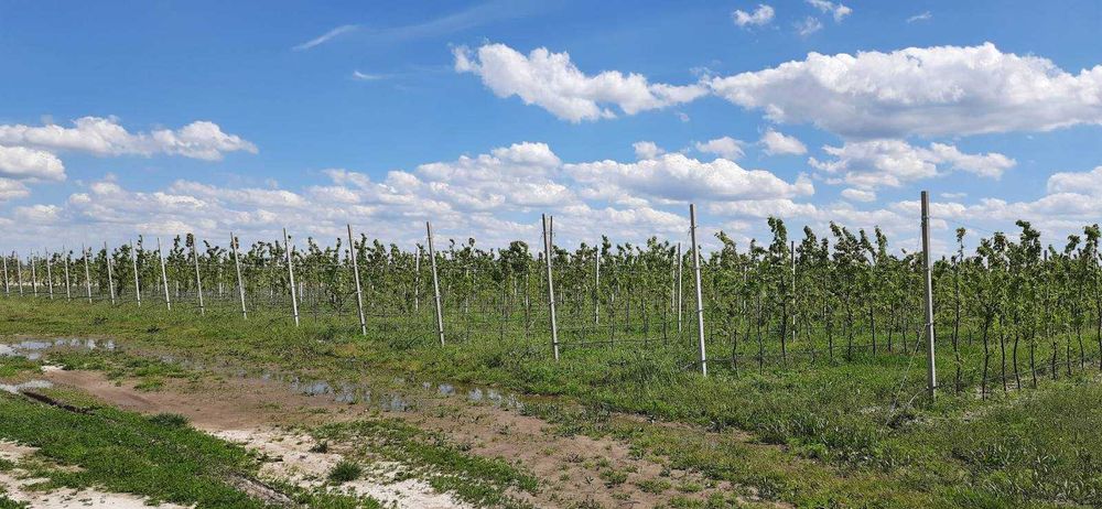 Садові стовпчики Бердичів ( низька ціна, низька якість, наявність)