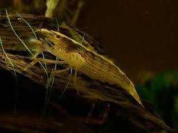 MISIEKZOO krewetki - Krewetka filtrująca tylko 20 zł