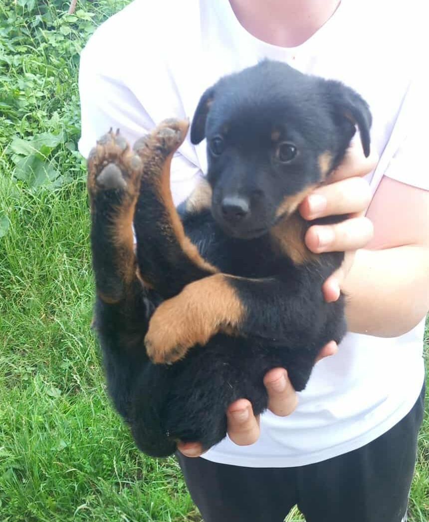 Szczeniaki do adopcjiz pieski, pies