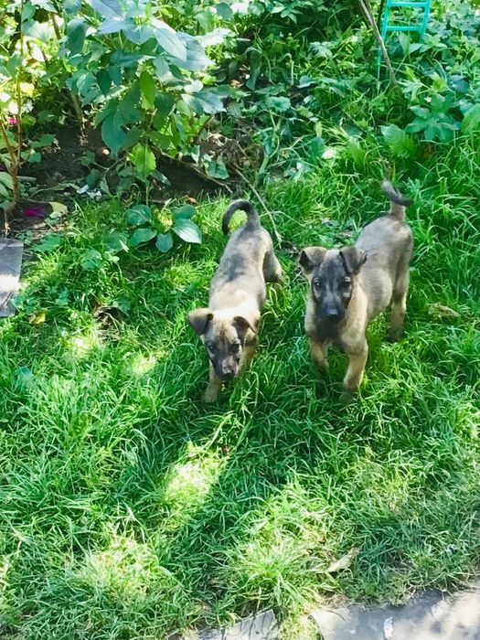 Песики в с.Урич.