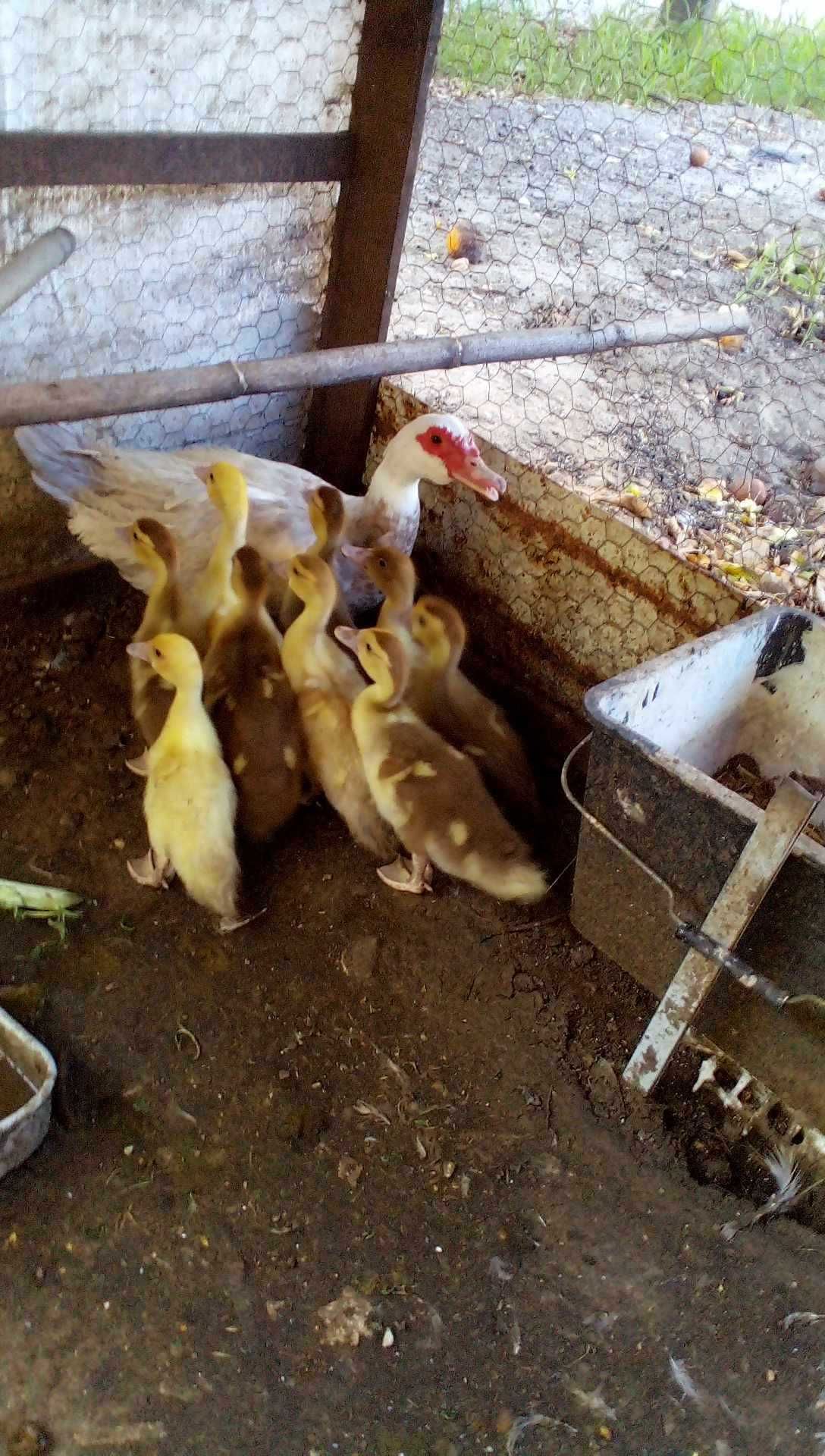 Patos Mudos de várias idades
