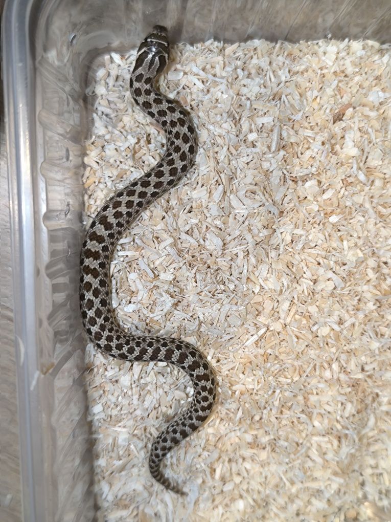 Heterodon zachodni