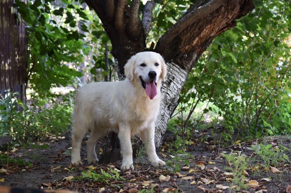 Продаеться мальчик голден