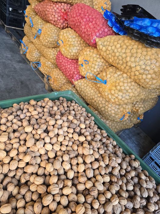 Vendo nozes variedade franquete e lara