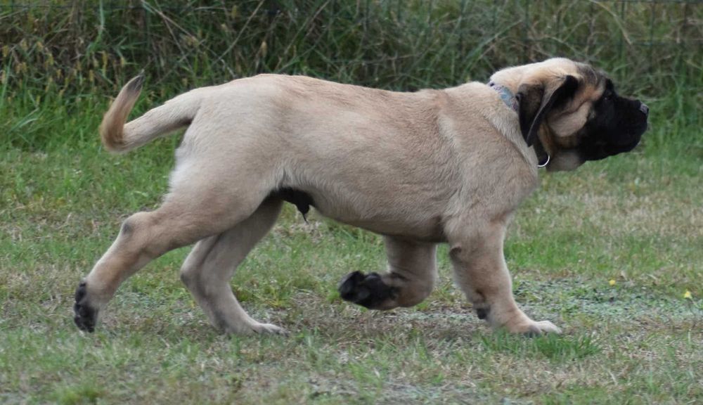Szczeniak mastiff angielski