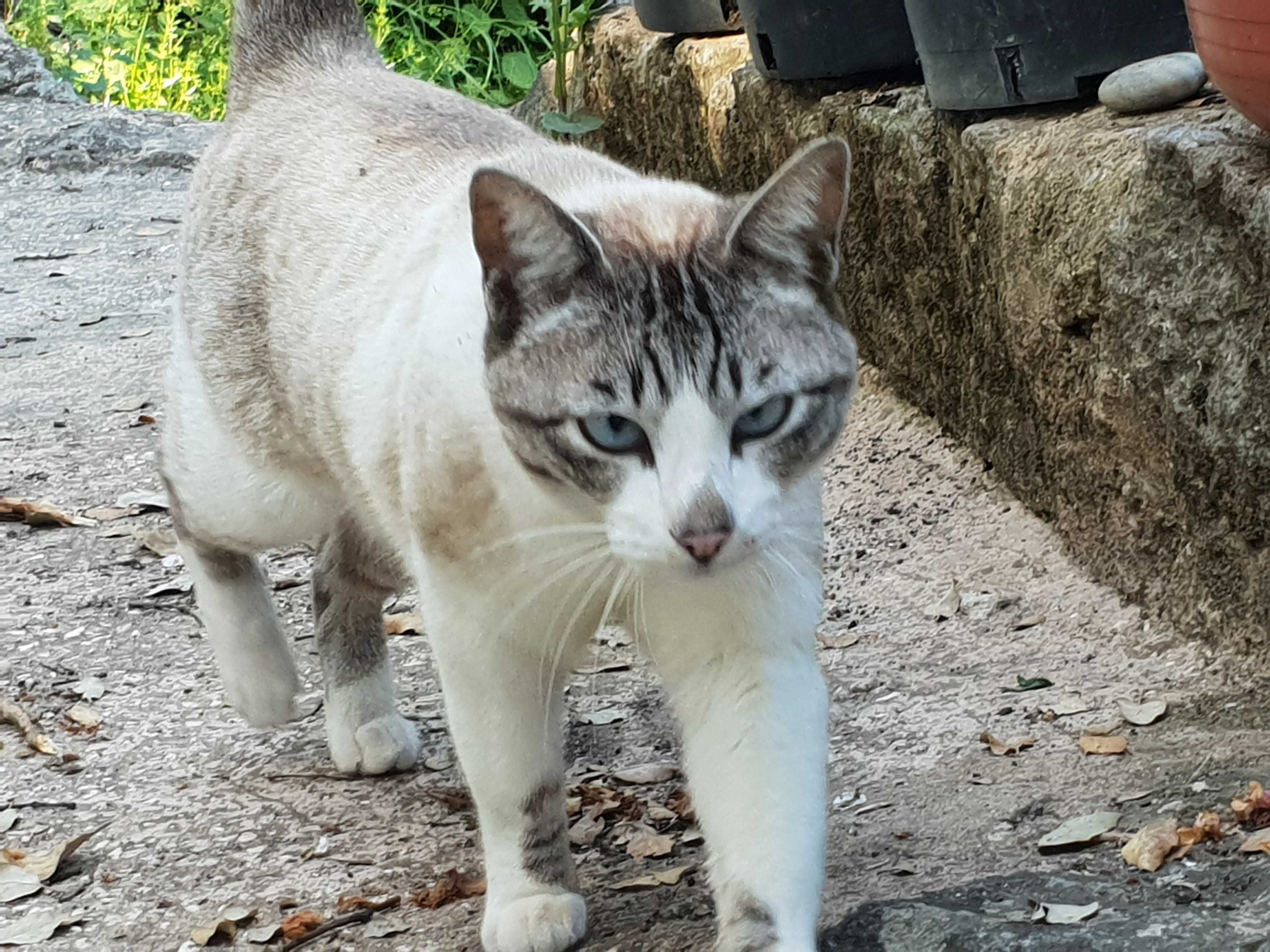 Gato para adoptcao