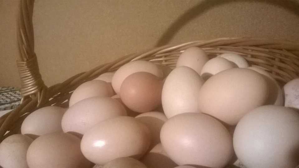 jajka od kur z wolnego wybiegu