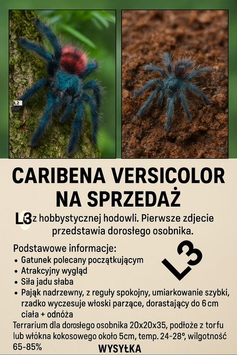 Caribena Versicolor L3 ptasznik pająk