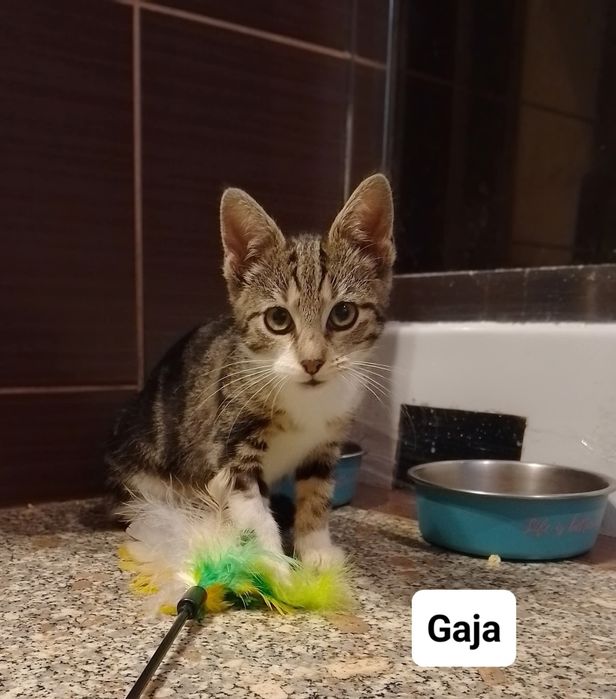 Siostry Busz, Jaga i Gaja