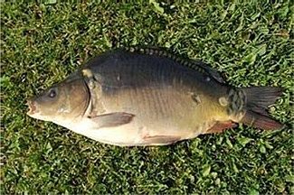 Karp żywy 1,5 kg-3 kg