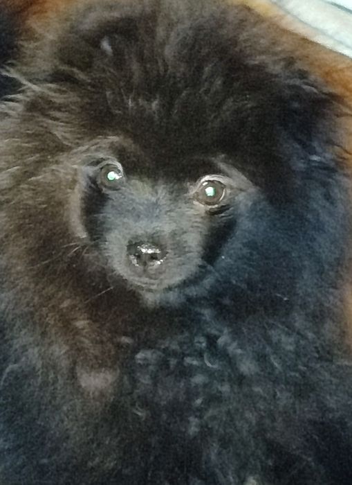 Шпиц черная девочка