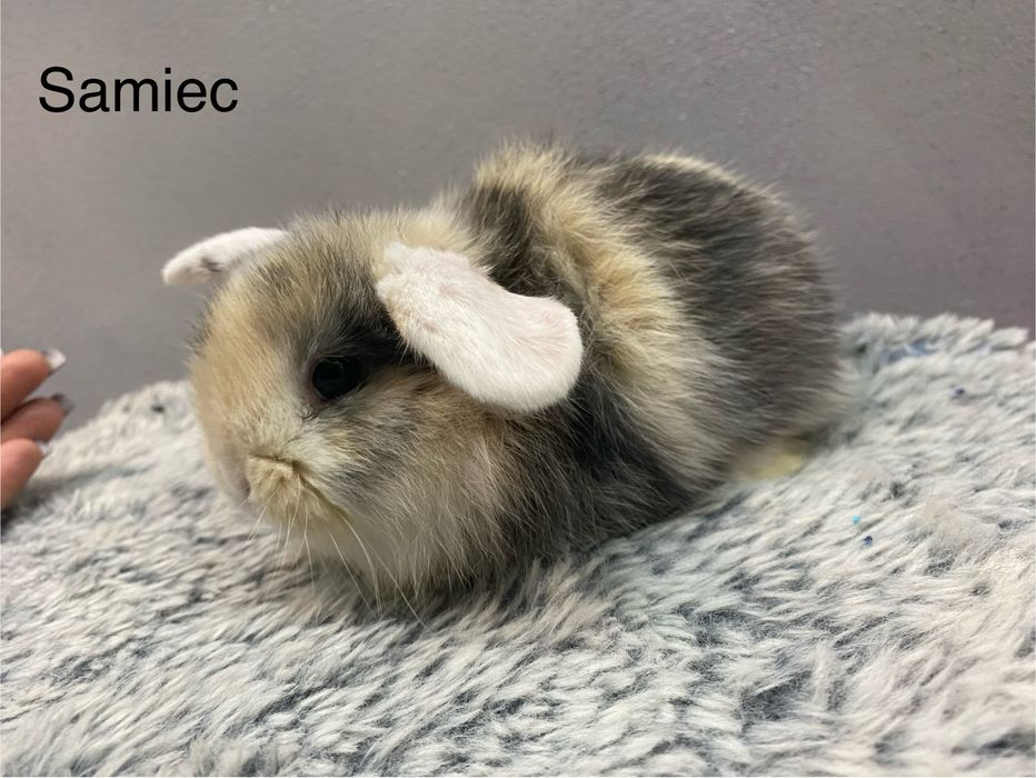 Mini lop króliczek miniaturka krolik