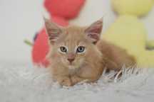 Kocurek Maine Coon