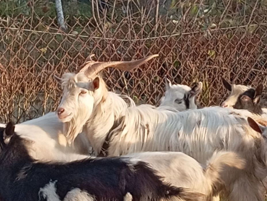 Цап дорослий вік 1 рік та 6 місяців