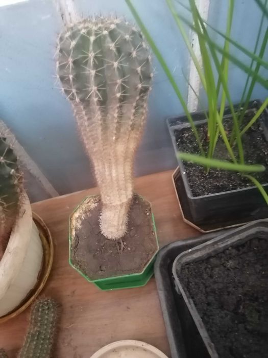 Комнатный кактус в горшочке.