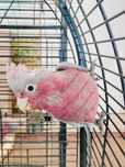 Cacatua galah macho 2025