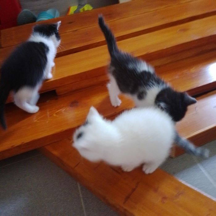 Oddam małe kotki w opieke