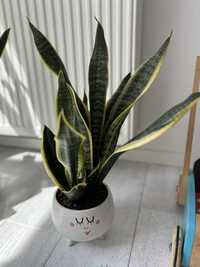 Sansevieria gwinejska