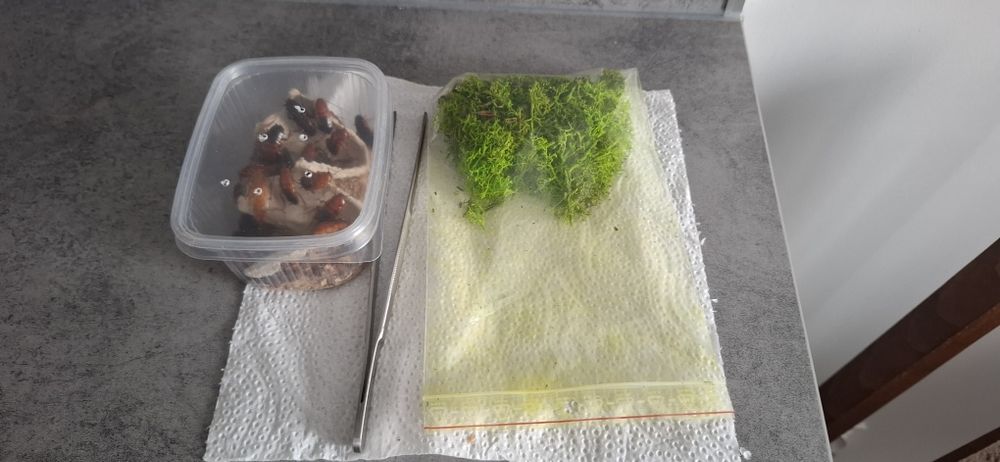 Ptasznik z terrarium i akcesoriami. Acantoscuria Geniculata L6