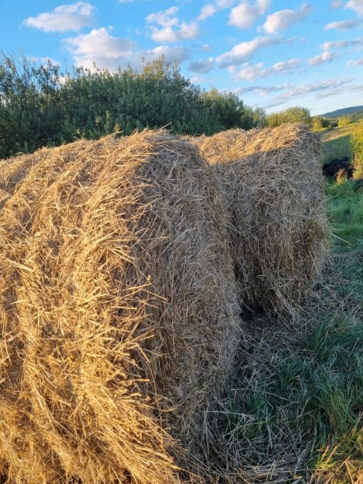 Słoma ściółka tegoroczna  pszenna 180cm sucha