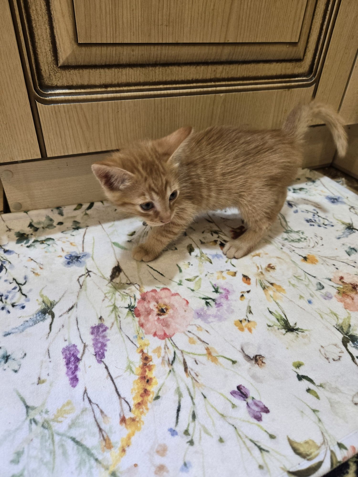 Котик в добрі руки