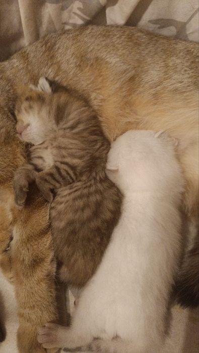 Шотландские котята