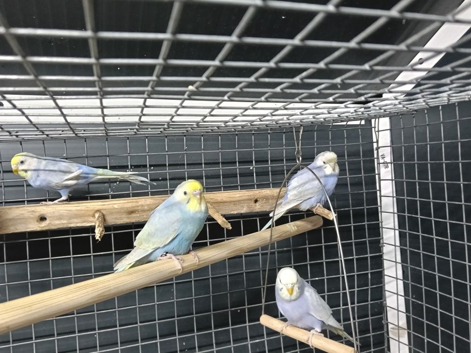 Piriquitos arco íris