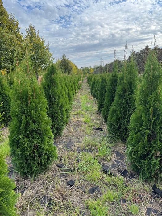 Хвойні і листяні дерева/кущі туя, сосна, ялівець, клен, липа, спірея