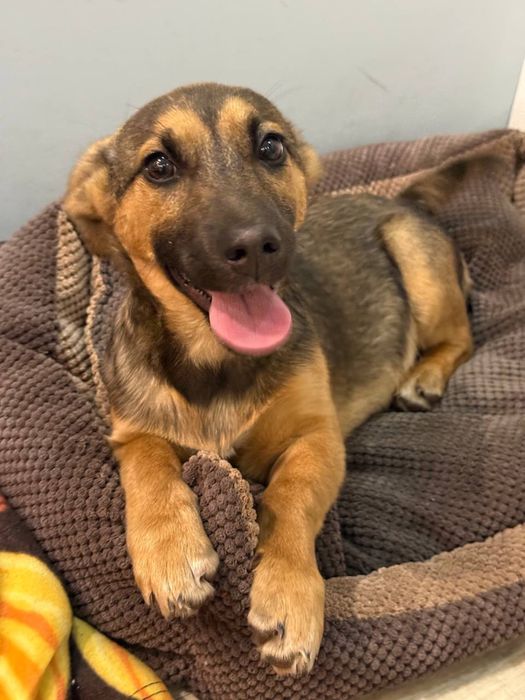 Шукає дім маленький хлочик Джоні!