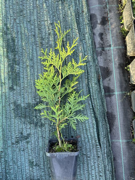 Туя брабант 30-40см