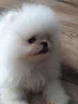 Szpic miniaturowy  pomeranian _/ Mały  mis
