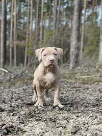 American Pitbull Terrier XL - samiec