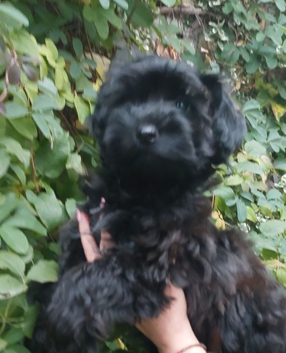 Мальтіпу хлопчик