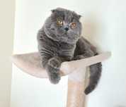 Scottish Fold  para acasalar