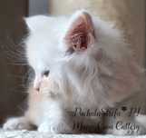 Maine coon rodowód Fife Fpl